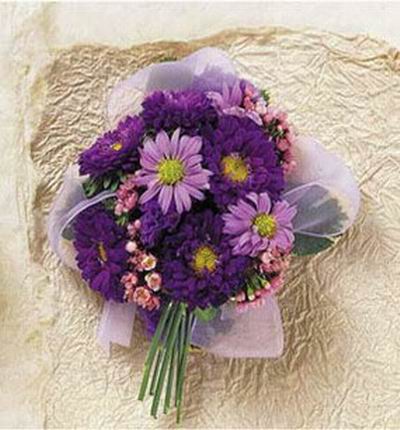 purple Chrysanthemums