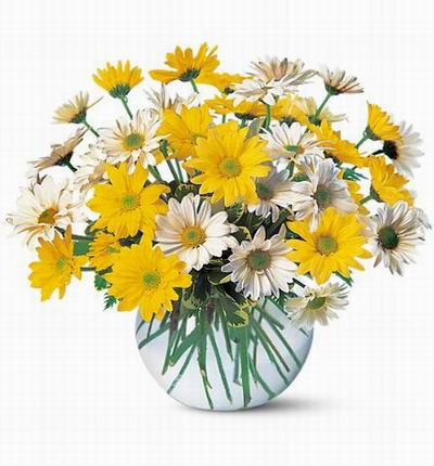 White and yellow Shasta Daisies in vase.