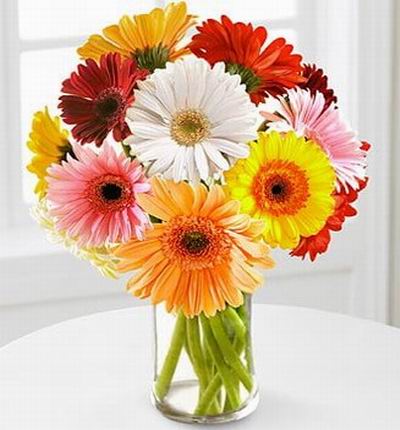 12 multi-color Daisies in vase.