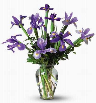 10 Iris and Greenery fillers.