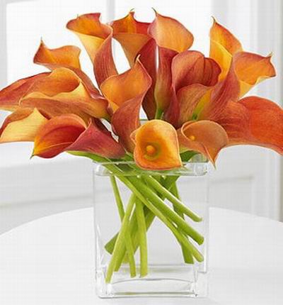 15 orange Calla Lilies.