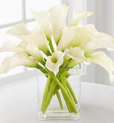 15 white Calla Lilies.