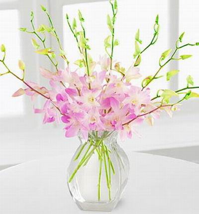 10 stems of pink Dendrobium Sakura orchids