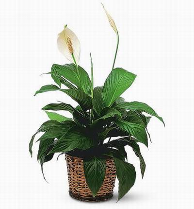 Anthurium plant.