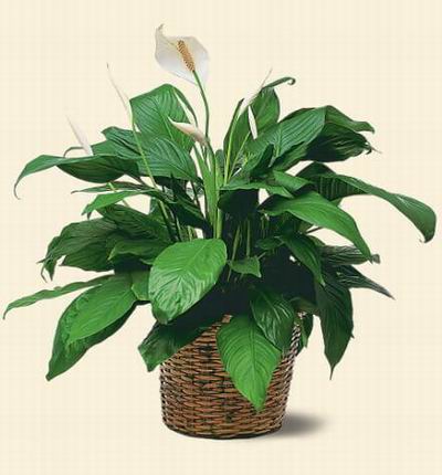 Anthurium plant.