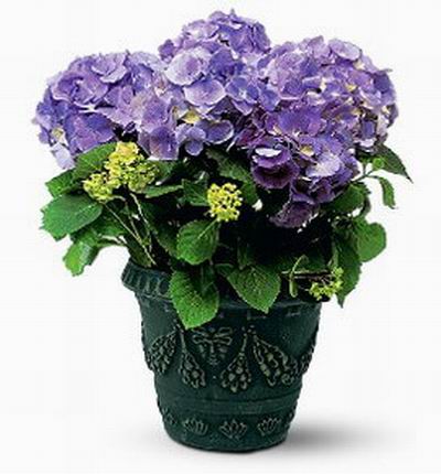 Hydrangea Plant with pot.