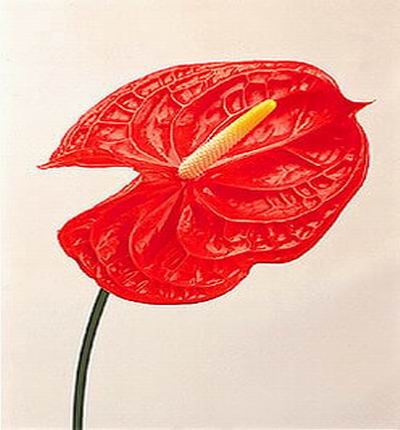 Anthurium