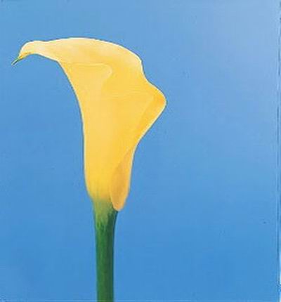 Calla