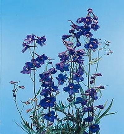 Delphinium