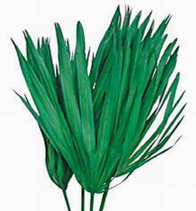 Iris Foliage (Green)