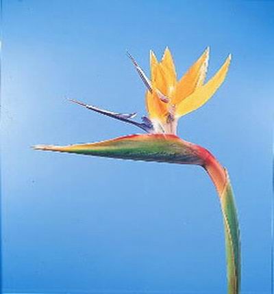 Bird of Paradise