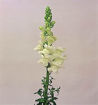 Snapdragon