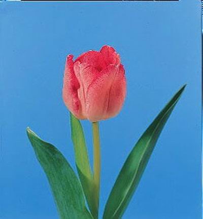 Tulip